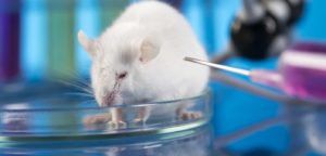 GMO Fraud Revealed