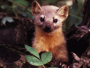 COASTAL MARTENS: ‘A COG IN THE ECOSYSTEM’S MACHINERY’