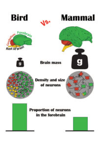 Being called a bird brain is no insult