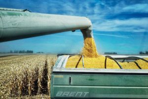 The U.S. Spends Hundreds of Billions on Crops That Make Us Unhealthy