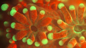 New Microscopic View of Ocean Floor Life