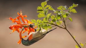 Healthy Forests need Birds and Bees
