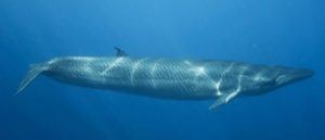 Rare footage of Bryde’s whales feeding
