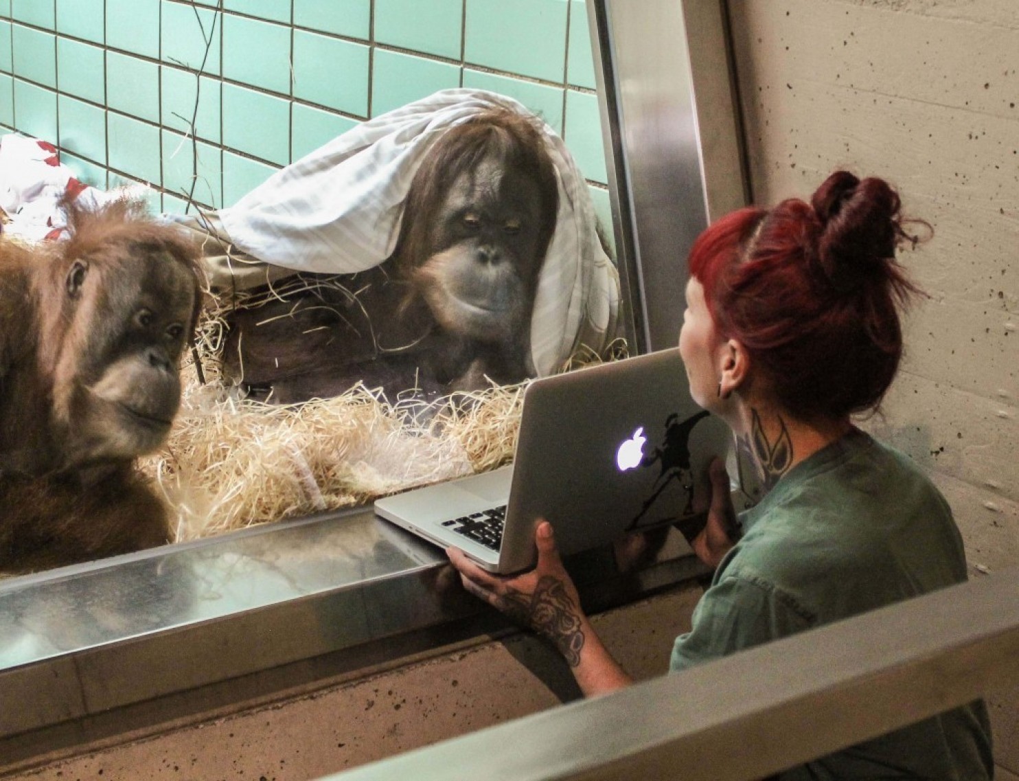 An orangutan will have a chance to find her mate — through Tinder – The Washington Post