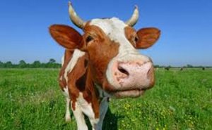 Germany Bans Meat at Official Functions to ‘Set a Good Example for Climate Protection’