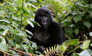 Humans Almost Drove These 6 Animals To Extinction. But We Saved Them Instead. | The Huffington Post