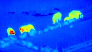 Sky solution to help endangered species