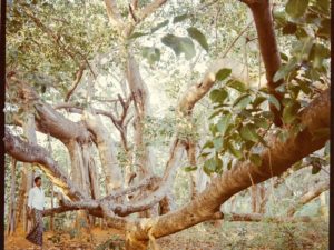 The Biggest Tree Canopy on the Planet Stretches Across Nearly Five Acres