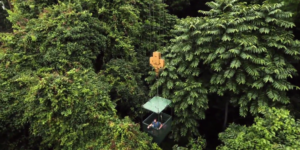 Why 10 Daily Tons of Ant Poop Keep This Rainforest Thriving