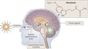 Should You Take Melatonin for Insomnia?