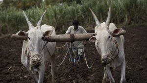 India's sugarcane farmers: A cycle of debt and suicide | India | Al Jazeera