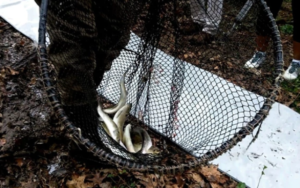 Bronx River’s Cleanup Brings Herring Home