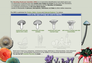 Morphing Mushroom Identifier