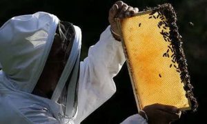 Ten things to do to help honeybees | Environment | The Guardian