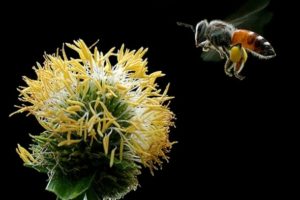 Widely Used Pesticide Is a Buzzkill for Honeybees