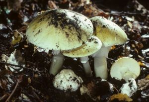 Telling The Good Mushrooms From The Killers | Jefferson Public Radio