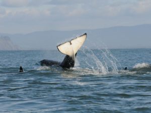 Two Thirds of Southern Resident Orca Pregnancies Fail