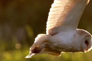 Watch the secret to why barn owls don’t lose their hearing