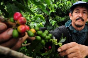 Global Food Crops Also Face Earth’s Sixth Great Mass Extinction