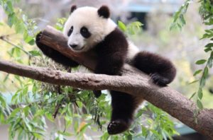 Panda Habitat Is Severely Fragmented, Placing Pandas at Risk