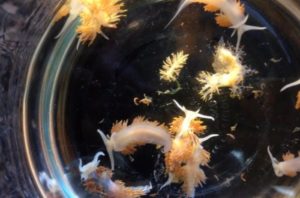 Creatures raft across Pacific, thanks to tsunami | Earth | EarthSky