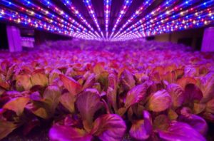 What will it really take for vertical farms to succeed?