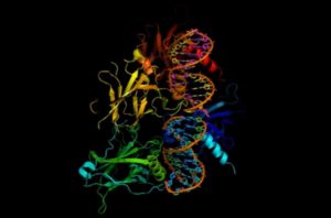 Video – How do human genes act in space?