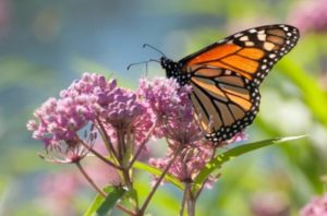What monarch butterflies prefer