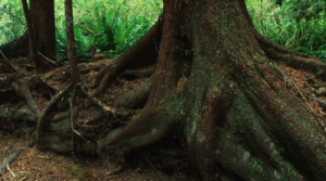 How trees talk to each other