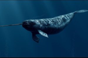 Where narwhals like to hang out