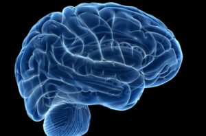 Brains don’t fully mature until after we hit 30, evidence suggests