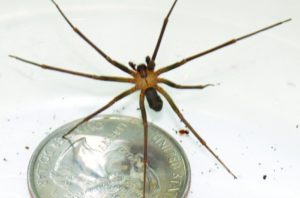Top 10 things about brown recluse spiders