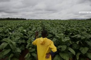 The Child Labor in Zimbabwe’s Tobacco Fields