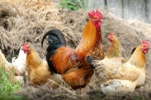 Could we turn chicken waste into power? » Yale Climate Connections