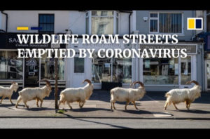 Wildlife comes out to play while humans stay locked away in cities amid coronavirus pandemic
