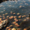 Excerpt | Paying Attention to Nature—Urgently