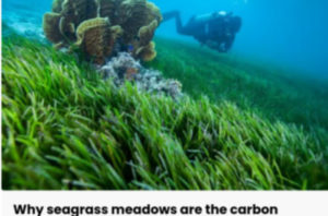Why seagrass meadows are the carbon capture solution we need | The Optimist Daily: Making Solutions the News