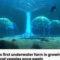 World’s first underwater farm is growing fruits and veggies once again | The Optimist Daily