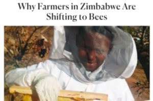 Why Farmers in Zimbabwe Are Shifting to Bees