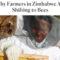 Why Farmers in Zimbabwe Are Shifting to Bees