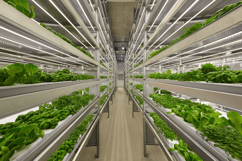 Skyscraper Crops Are Changing the World