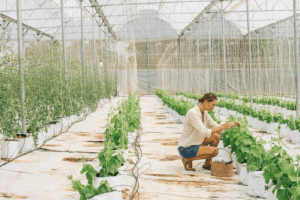 Fields of Reuse: If You Upcycle It, They Will Grow