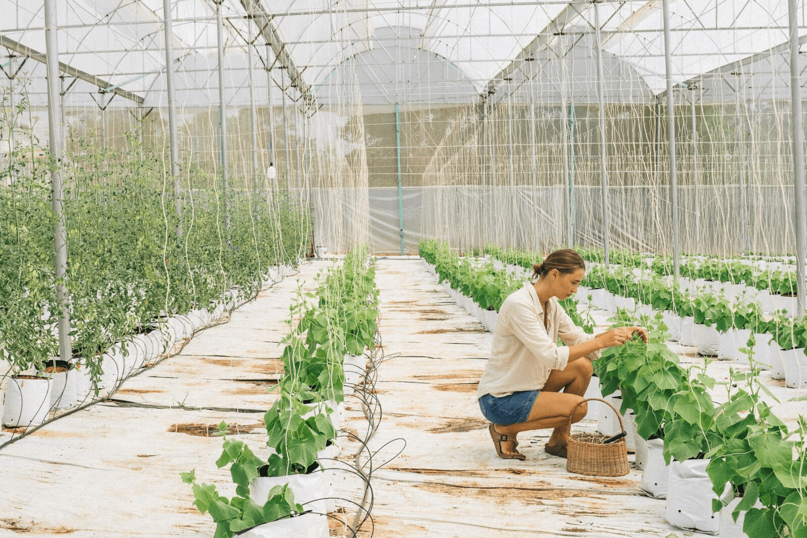 Fields of Reuse: If You Upcycle It, They Will Grow