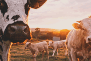Waste Not, Want Not: The Truth About Food Waste and Farms