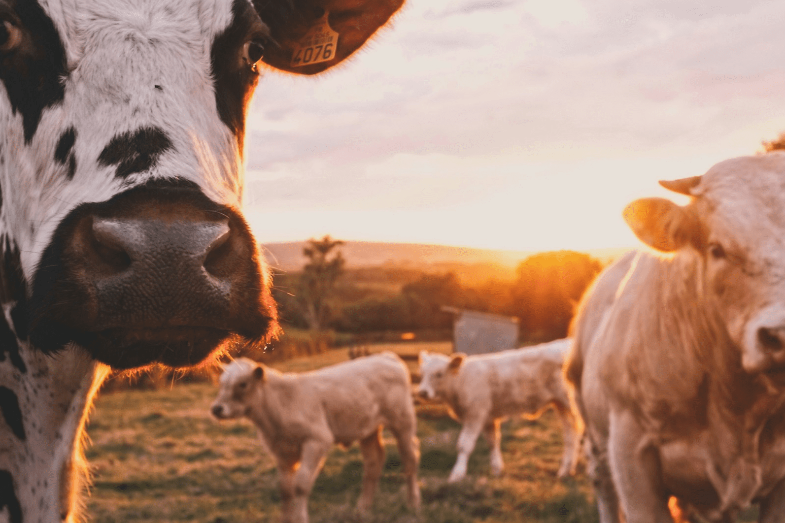 Waste Not, Want Not: The Truth About Food Waste and Farms