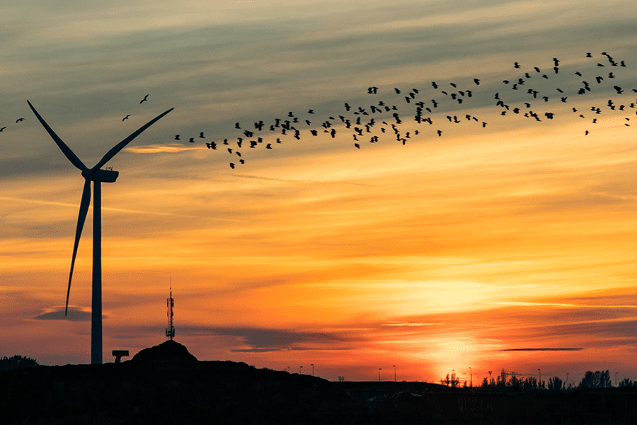 How wind turbines could coexist peacefully with bats and birds