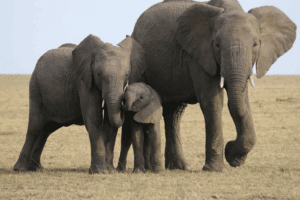 Do Animal Species Have a Right to Exist? – Earth Day