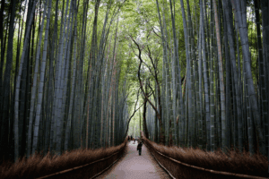 A Bamboo-tastic Answer to Plastic – Earth Day