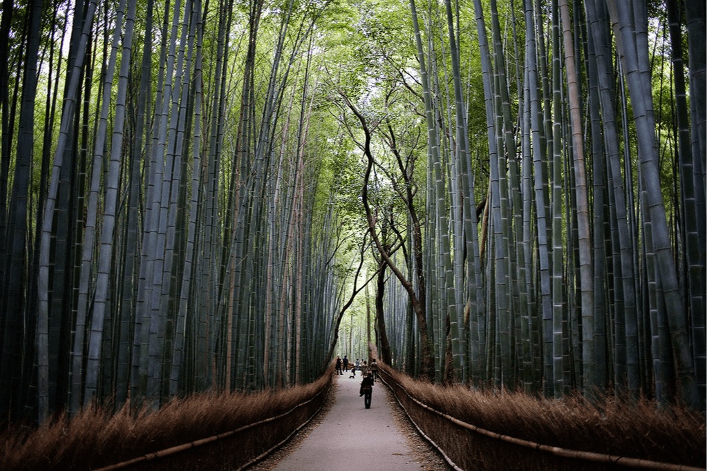 A Bamboo-tastic Answer to Plastic – Earth Day