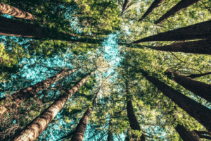 To Save Trees, We Should Act Like Them – Earth Day